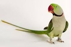 Alexandrine Parakeet bird