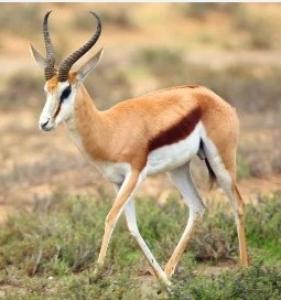 Antelope