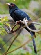Asian Koel bird