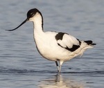 Avocet