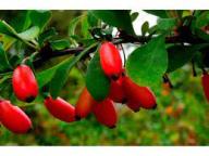 Barberry