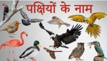 Birds Name in Hindi and English | पक्षियों के नाम हिन्दी में