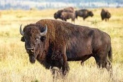 Bison