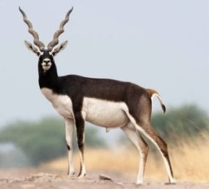 Black buck