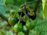 Black nightshade