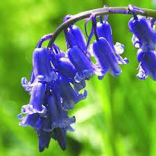 Bluebell Flower