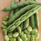 Broad Bean