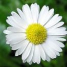 Chamomile flower