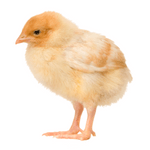 Chick