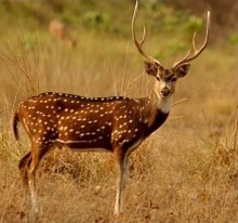 Chital