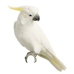 Cockatoo