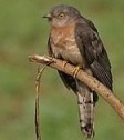 Common Hawk Cuckoo bird