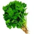 Coriander Leaf