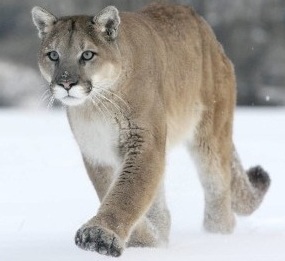 Cougar