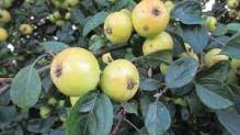 Crab Apple