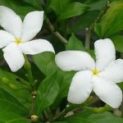 Crape Jasmine