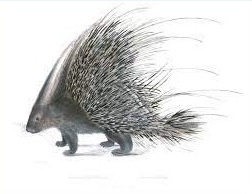 Crested Porcupine