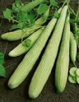 Cucumis Utilissimus long cucumber