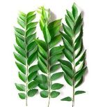 Curry Leaves