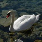 Cygnet