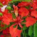 Delonix Regia flower