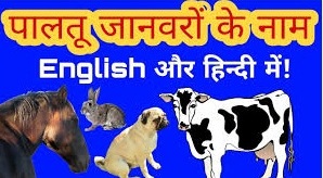 पालतू जानवरों के नाम | Domestic Animals in Hindi and English