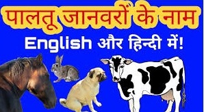 पालतू जानवरों के नाम | Domestic Animals in Hindi and English पालतू जानवरों के नाम | Domestic Animals in Hindi and English