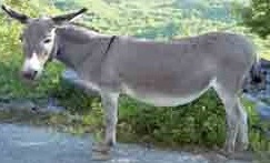 Donkey