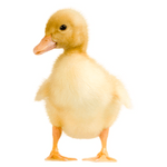 Duckling