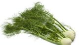 Fennel