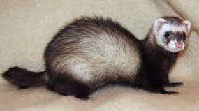 Ferret