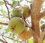 Ficus