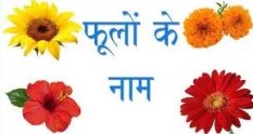 Flowers Name in Hindi and English