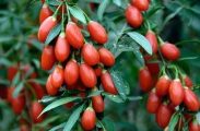 Goji Berry