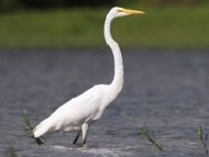 Great Egret