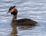 Grebe