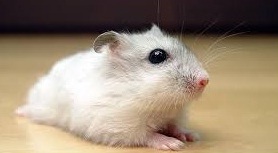 Hamster