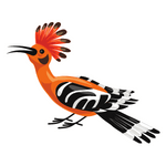 Hoopoe