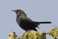 Indian Robin bird