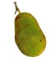 Jackfruit