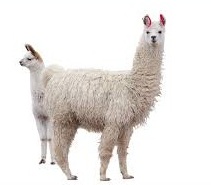 Llama