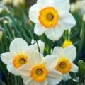 Narcissus flower