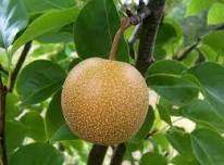 Nashi Pear