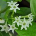 Night Blooming Jasmine