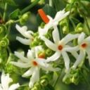 Night Flowering Jasmine