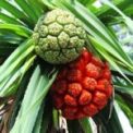 Pandanus flower