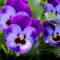 Pansy flower