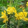 Peacock Flower