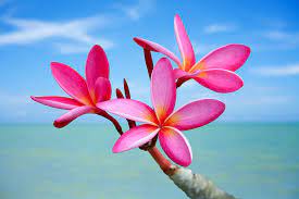 Plumeria