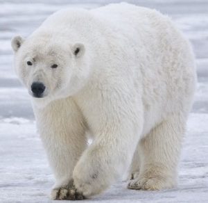 Polar Bear